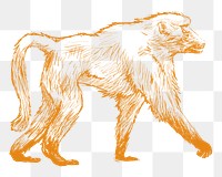 Png yellow baboon sketch illustration, transparent background