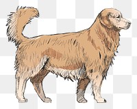 Png fluffy golden retriever sketch illustration, transparent background