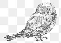  Png owl design element, transparent background