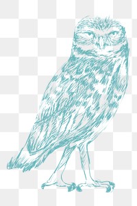  Png blue owl sketch illustration, transparent background
