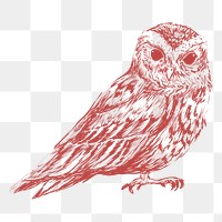  Png red owl sketch illustration, transparent background