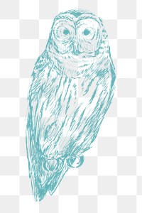  Png blue owl sketch illustration, transparent background