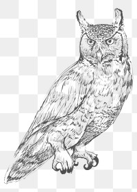  Png long eared owl sketch illustration, transparent background