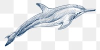  Png dwarf spinner dolphin design element, transparent background