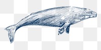  Png gray whale design element, transparent background