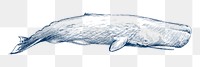  Png sperm whale design element, transparent background