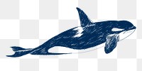  Png killer whale design element, transparent background