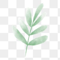 Watercolor leaf png element, transparent background