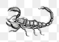 Scorpion png black & white sticker, transparent backgrounds