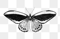 Papilio butterfly png insect sticker, transparent background