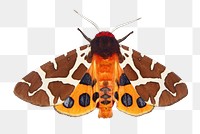 PNG Garden tiger moth , collage element, transparent background