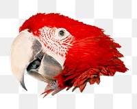 PNG red parrot, collage element, transparent background