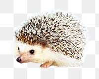 Baby hedgehog png, design element, transparent background