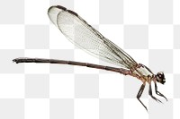 PNG damselfly, collage element, transparent background