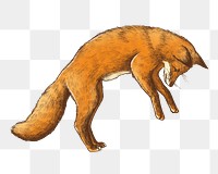 Fox png illustration, transparent background