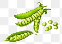 Green peas png illustration, transparent background