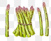 Asparagus png illustration, transparent background