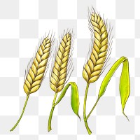 Wheat png illustration, transparent background