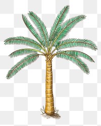 Palm tree png illustration, transparent background