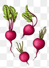 Radish png illustration, transparent background