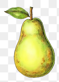 Pear png illustration, transparent background