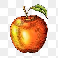 Red apple png illustration, transparent background