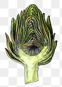 Artichoke png illustration, transparent background