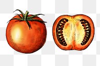 Tomato png illustration, transparent background