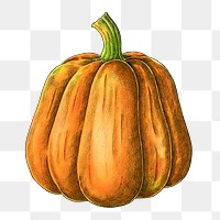 Pumpkin png illustration, transparent background