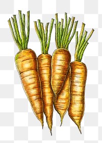 Carrots png illustration, transparent background