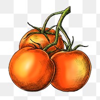 Tomato png illustration, transparent background