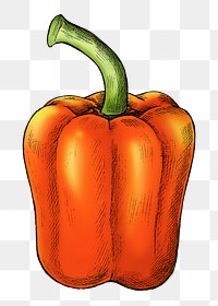 Capsicum png illustration, transparent background