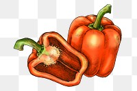 Capsicum png illustration, transparent background