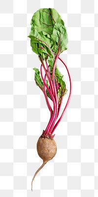 Turnip png collage element on transparent background