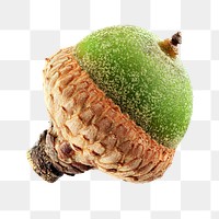 Red oak acorn png, transparent background