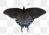 Black butterfly png collage element, transparent background