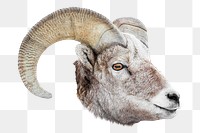 Bighorn ram png animal, transparent background