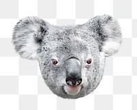 Koala bear png animal, transparent background