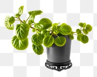 Potted green plant png, transparent background