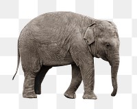 Baby elephant png animal, transparent background