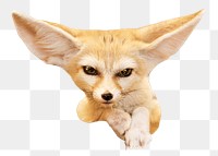 Fennec fox png animal, transparent background