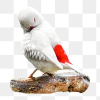 Parakeet bird png, transparent background