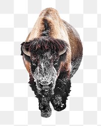 Snow bison png, design element, transparent background