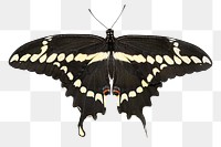 Vintage black butterfly illustration png sticker, transparent background