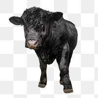 Black bull png, design element, transparent background