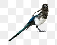 Magpie bird png, transparent background