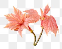 Autumn pink leaves png, transparent background