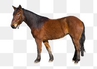 Horse png animal, transparent background