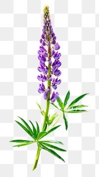 Png Lupine flower element, transparent background