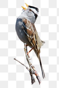 Sparrow bird png, transparent background